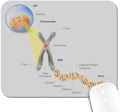 9.5x7.9 Inch Office/Gaming Mouse Pad, Cell Chromosome DNA Gene Genome Study Double Helix Evolution Science Research Design, Cute Anti-Slip Mat for Desk Decor