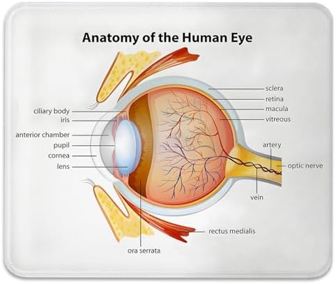 Human Eye Anatomy Science Mouse Pad, Nerves Graphic Durable Desk Mat