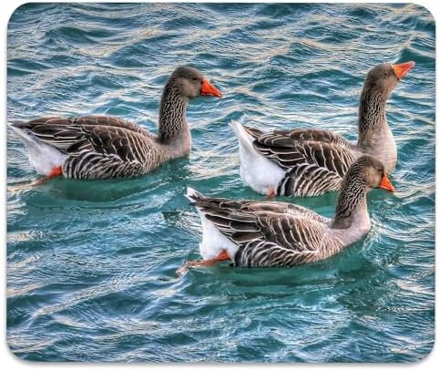 Greylag Geese Swimming on Teal Lake, Nature Wildlife Design Desk Mat