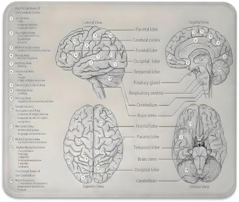 Biology Diagram of Human Brain Anatomy Mouse Pad, Science Durable Desk Mat